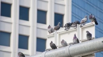工場内の鳥害対策